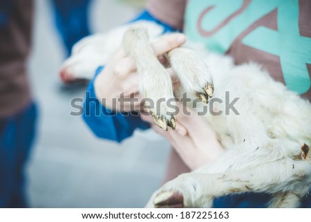 MILAN, ITALY - APRIL 13: Essere Animali protest on April, 13 2014: a group of activists of animal rights association \'Essere Animali\' performed with real dead lambs in city center before easter