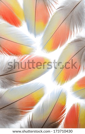 Real tricolor MACAW bird Feathers. Natural colors: Blue, Red, Yellow,Grey. Isolated on white background.