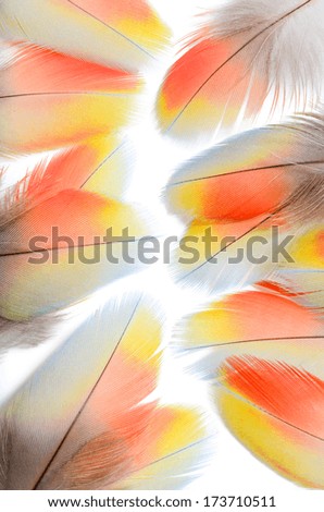 Real tricolor MACAW bird Feathers. Natural colors: Blue, Red, Yellow,Grey. Isolated on white background.