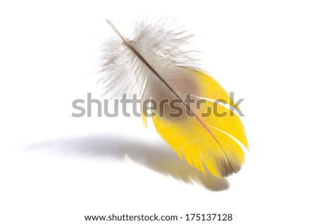 Real MACAW bird Feather with shadow.. Natural colors: Yellow, Grey. Isolated on white background.