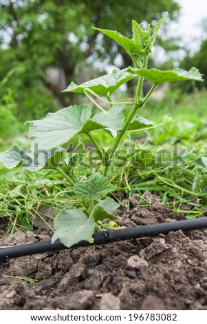 Seedling vegetable beds with drip irrigation system