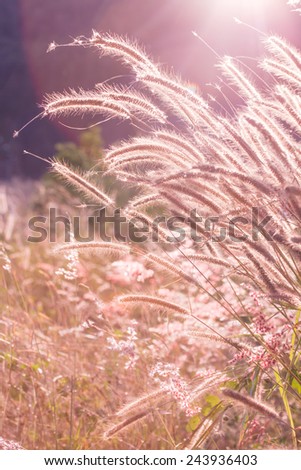 Grass Flower before the sun is getting set Background