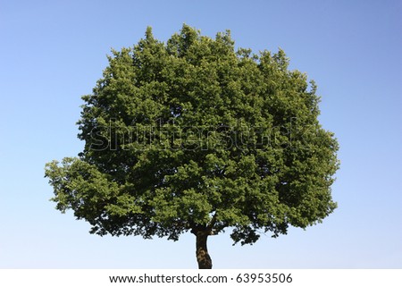 Treetop, Oak (Quercus robur) in front of light blue sky