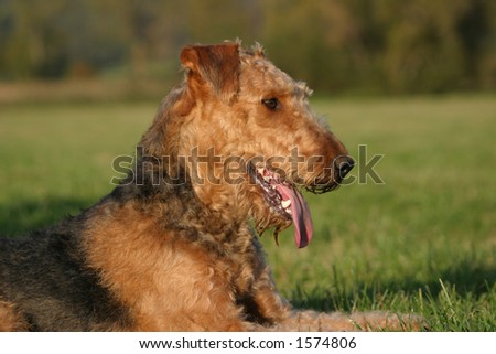 Airedale terrier lady relaxing