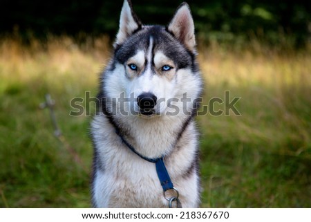 Husky portrait with blue eyes