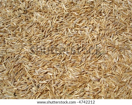 Grass seed background.