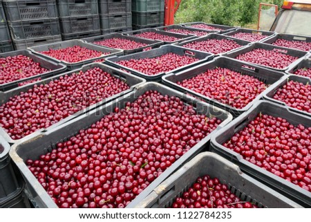 Similar – Image, Stock Photo Freshly picked cherries ready to eat