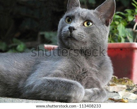 Beautiful Russian blue cat lying in the yard and resting,Russian Blue cat,photography