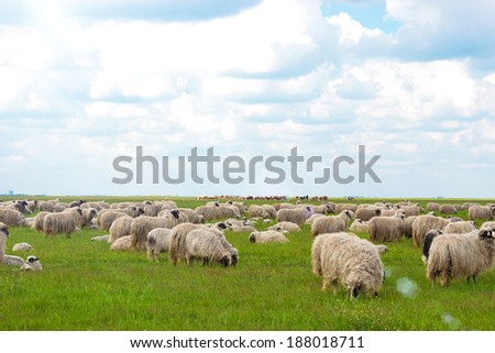 A herd of sheep on a large meadow, Flock of sheep, photography