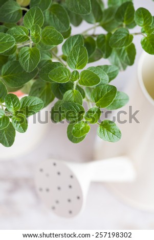 Gardening.  Potted Oregano  plant and watering can on the white background