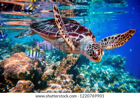 Sea Turtle
