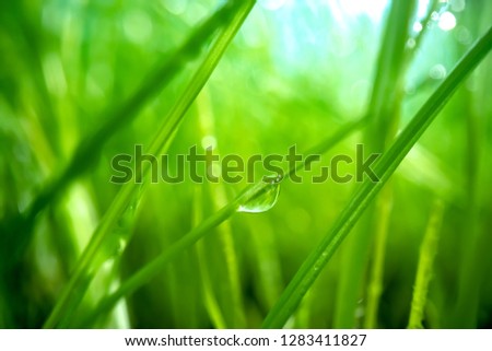 Green Grass
