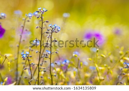 Myosotis Close