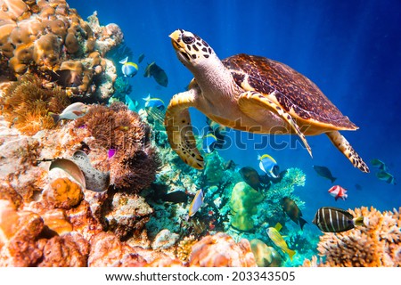 Hawksbill Turtle - Eretmochelys Imbricata Floats Under Water. Maldives ...