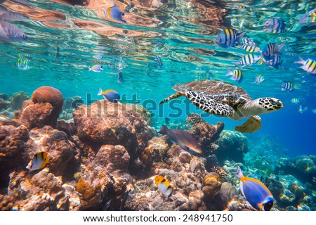 Hawksbill Turtle