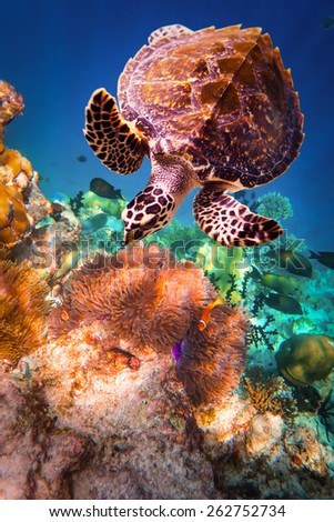 Hawksbill Turtle - Eretmochelys imbricata floats under water. Maldives - Ocean coral reef.