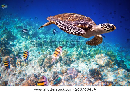 Hawksbill Turtle - Eretmochelys imbricata floats under water. Maldives - Ocean coral reef. Warning - authentic shooting underwater in challenging conditions. A little bit grain and maybe blurred.
