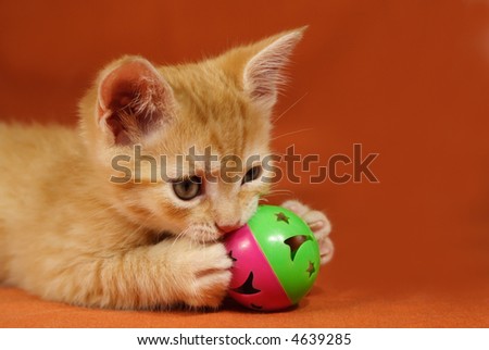 Adorable tabby kitten playing with a ball