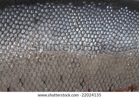 scale trout fish as texture background