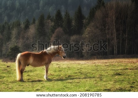 Golden Horse in forest