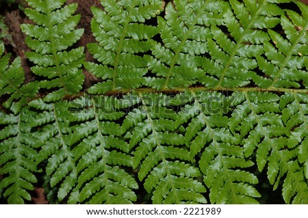 Detail of green tree fern frond