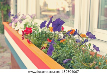 Growing summer flowers in the box outside window
