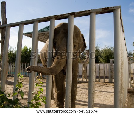 Elephant in the zoo behind the cage