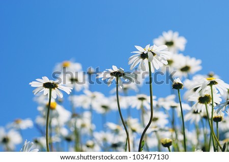 Little white daisies in the field on front of blue sky