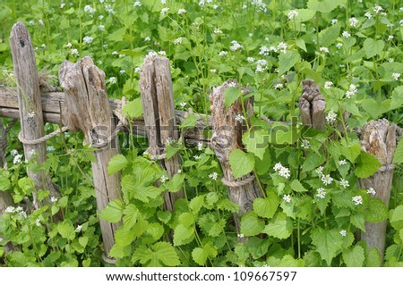 Old fence in garden and white flowers