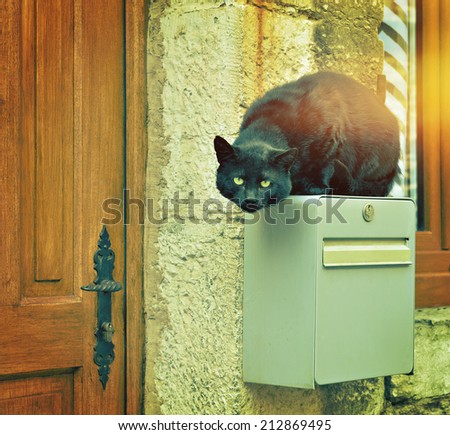 Big black street cat jumped on house post box. Filters applied