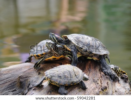 Couple of water turtles on piece of wood in the middle of pond