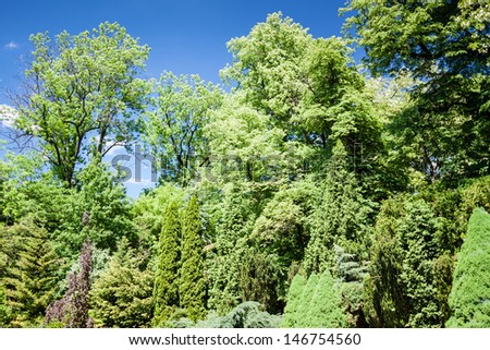 deep forest bush and trees background