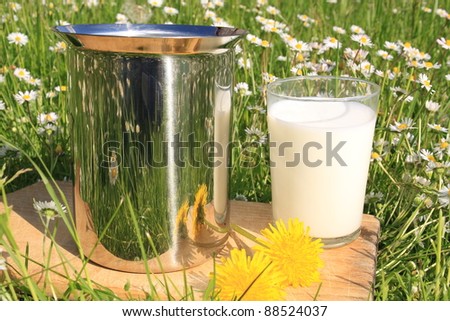 Natural cow milk in glass on wooden board outdoor on grass with daisy flowers,