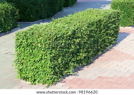 Trimmed bushes in the exterior, as an element of landscape design