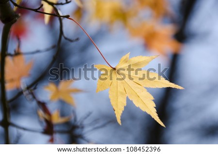 A branch with a yellow  leave of japanese maple in backlight, in front of a blue sky