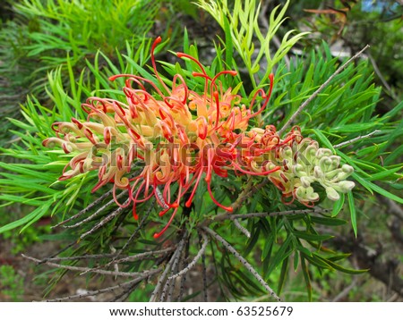 Red flower of the Grevillea plant native to Australia
