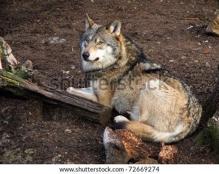 Grey wolf, canis lupus, resting on the ground. captive animal