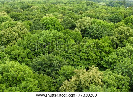 deciduous forest seen from above in summer