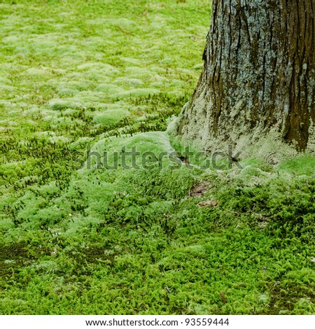 Green natural background with tree and moss in Japan