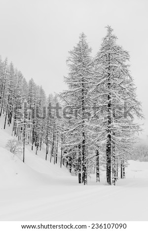 Trees covered by snow in a forest during a cloudy day, relaxing and lonely atmosphere due to black and white conversion