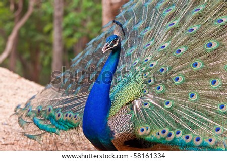 Blue peacock with colorful opened feathers.