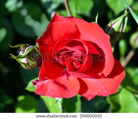 Red rose bush / Flower background / Rose close-up / Macro flower