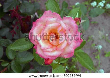 Pink rose bush / Flower background / Rose close-up / Macro flower  (shallow depth of field)