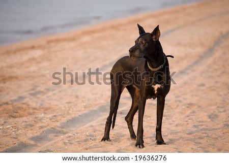 pets series: black dog with collar on the beach