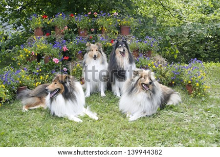 Portrait of 4 champion rough collies in the park (all 3 coat color variations)
