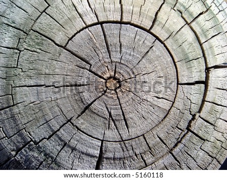 Cross-section of the tropical old tree  in Asia