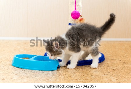 The kitten is eating dry food from a plate