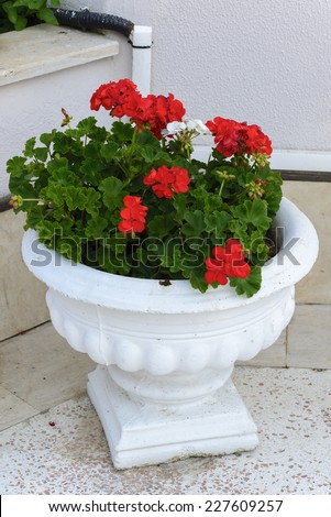 Red Geraniums in pots in the garden