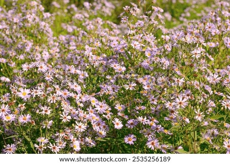 Similar – Image, Stock Photo aster flower Nature Plant