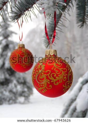 Snow-ball on the street tree